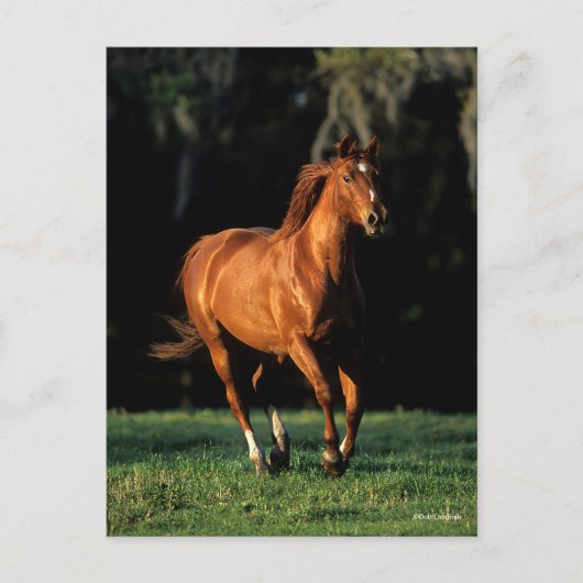 Bob Langrish | Chestnut Warmblood Mare Running ポストカード (正面)
