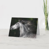 Bob Langrish | Dapple Grey Andalucian headshot カード (正面)