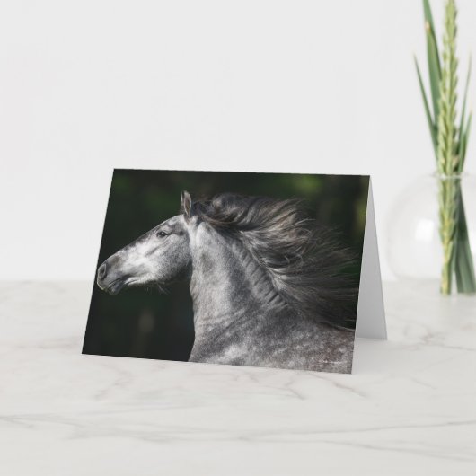 Bob Langrish | Dapple Grey Andalucian headshot カード (正面)