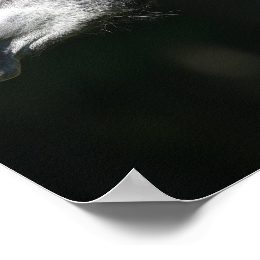 Bob Langrish | Dapple Grey Andalucian headshot ポスター (角)