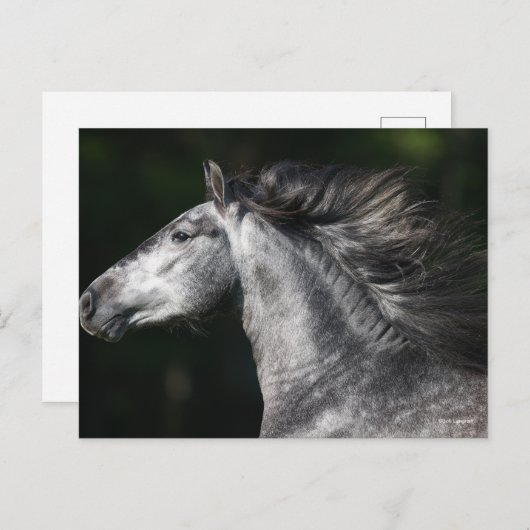 Bob Langrish | Dapple Grey Andalucian headshot ポストカード (正面/裏面)