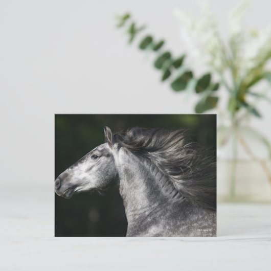 Bob Langrish | Dapple Grey Andalucian headshot ポストカード (スタンド正面)