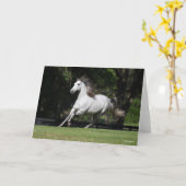 Bob Langrish | Dapple Grey Andalucian Running カード (黄色い花)