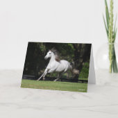 Bob Langrish | Dapple Grey Andalucian Running カード (正面)