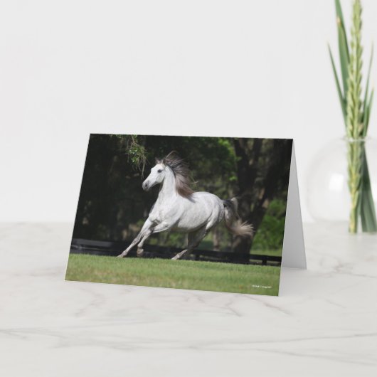 Bob Langrish | Dapple Grey Andalucian Running カード (正面)