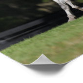 Bob Langrish | Dapple Grey Andalucian Running ポスター (角)