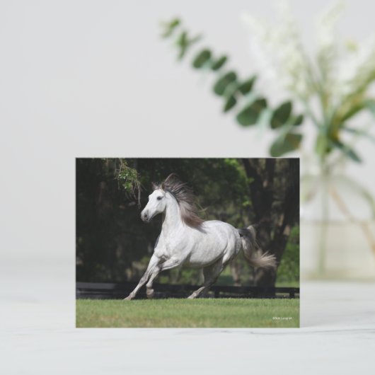 Bob Langrish | Dapple Grey Andalucian Running ポストカード (スタンド正面)