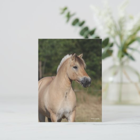 Bob Langrish | Fjord Horse Standing Headshot ポストカード (スタンド正面)