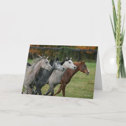 Bob Langrish | Four Arab Horses Racing Headshot カード (正面)