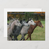 Bob Langrish | Four Arab Horses Racing Headshot ポストカード (正面/裏面)