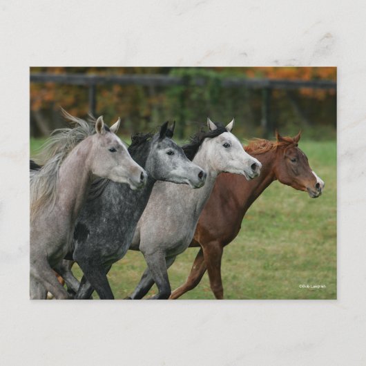 Bob Langrish | Four Arab Horses Racing Headshot ポストカード (正面)