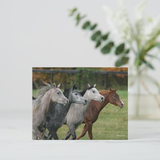 Bob Langrish | Four Arab Horses Racing Headshot ポストカード (スタンド正面)