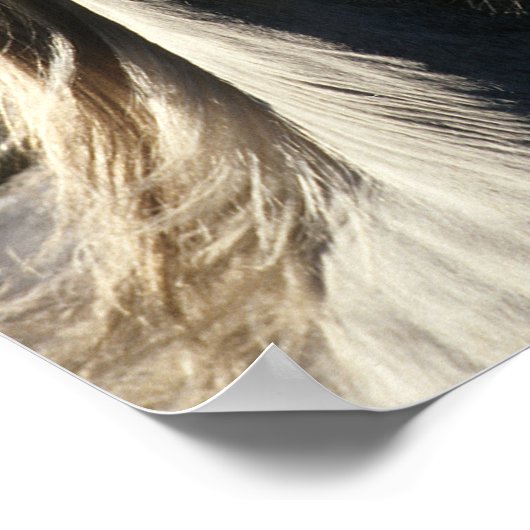 Bob Langrish | Grey Andalucian Headshot Backlit ポスター (角)