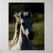 Bob Langrish | Grey Andalucian Headshot Backlit ポスター (正面)