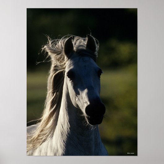 Bob Langrish | Grey Andalucian Headshot Backlit ポスター (正面)