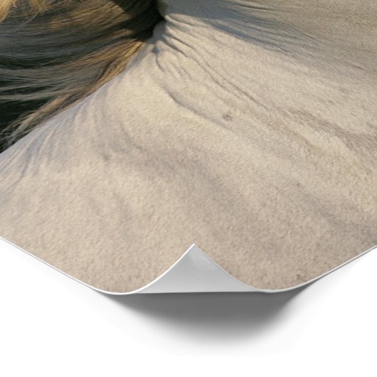 Bob Langrish Grey Andalucian Headshot Mane Flowing ポスター (角)