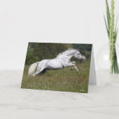 Bob Langrish Grey Andalucian Leaping Through Grass カード (正面)