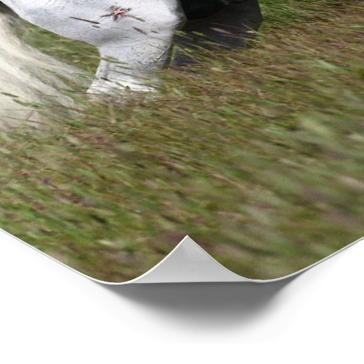 Bob Langrish Grey Andalucian Leaping Through Grass ポスター (角)