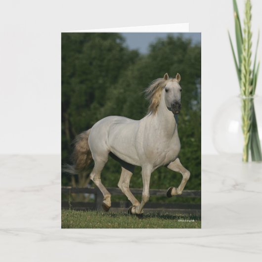 Bob Langrish | Grey Andalucian Running カード (正面)