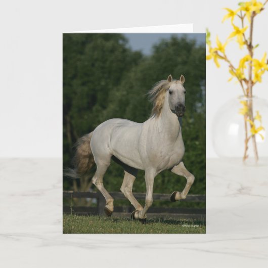 Bob Langrish | Grey Andalucian Running カード (黄色い花)