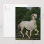 Bob Langrish | Grey Andalucian Running ポストカード (正面/裏面)