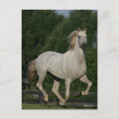 Bob Langrish | Grey Andalucian Running ポストカード (正面)