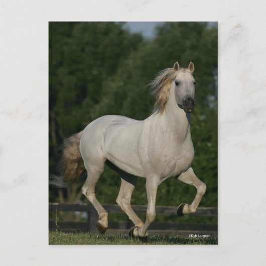 Bob Langrish | Grey Andalucian Running ポストカード (正面)