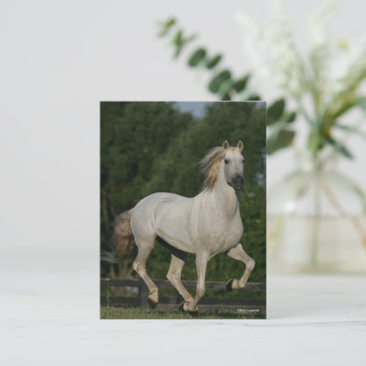 Bob Langrish | Grey Andalucian Running ポストカード (スタンド正面)