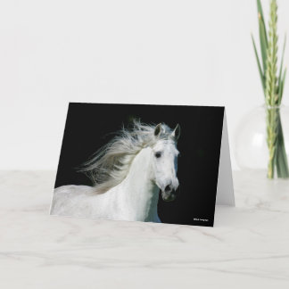 Bob Langrish | Grey Andalucian Stallion Headshot カード