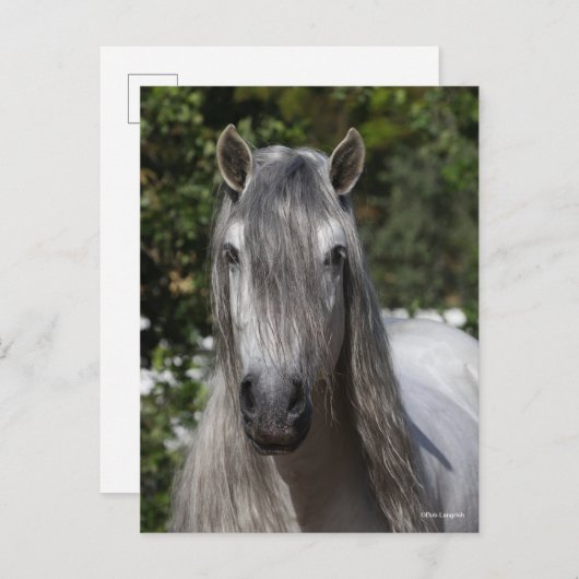 Bob Langrish | Grey Andalucian Stallion headshot ポストカード (正面/裏面)