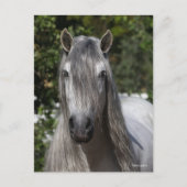 Bob Langrish | Grey Andalucian Stallion headshot ポストカード (正面)