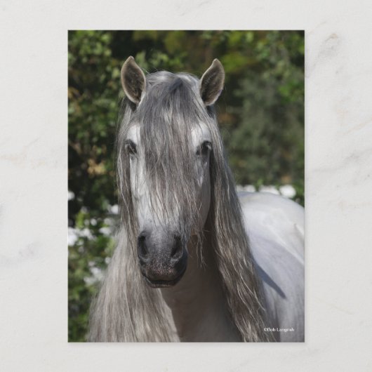 Bob Langrish | Grey Andalucian Stallion headshot ポストカード (正面)