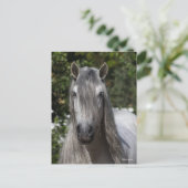 Bob Langrish | Grey Andalucian Stallion headshot ポストカード (スタンド正面)