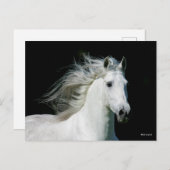 Bob Langrish | Grey Andalucian Stallion Headshot ポストカード (正面/裏面)