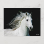 Bob Langrish | Grey Andalucian Stallion Headshot ポストカード (正面)