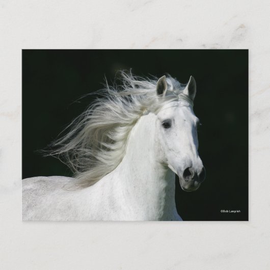 Bob Langrish | Grey Andalucian Stallion Headshot ポストカード (正面)