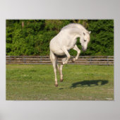 Bob Langrish | Grey Andalucian Stallion Leaping ポスター (正面)