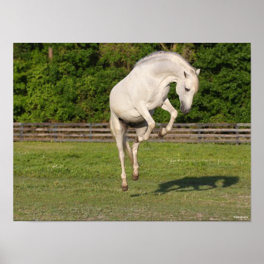Bob Langrish | Grey Andalucian Stallion Leaping ポスター (正面)