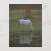 Bob Langrish | Grey Arab Grazing Water Reflection ポストカード (正面)