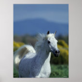 Bob Langrish | Grey Arab Headshot ポスター (正面)