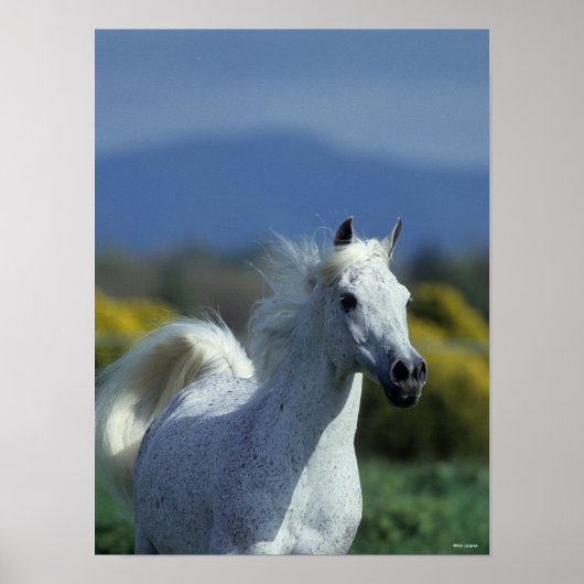 Bob Langrish | Grey Arab Headshot ポスター (正面)