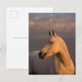 Bob Langrish | Grey Arab Headshot Evening Light ポストカード (正面/裏面)