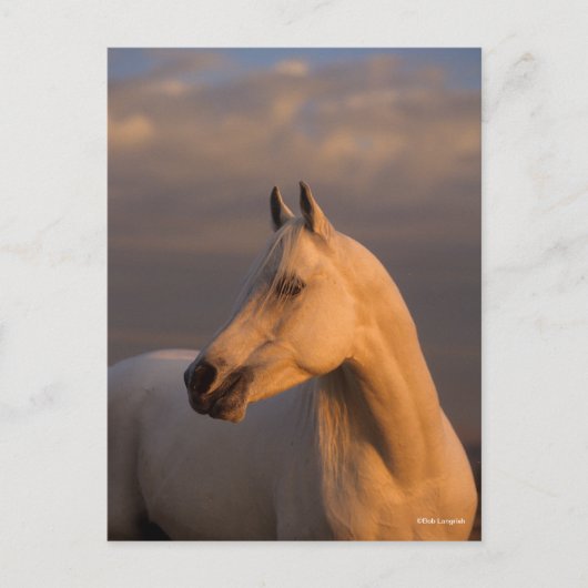 Bob Langrish | Grey Arab Headshot Evening Light ポストカード (正面)