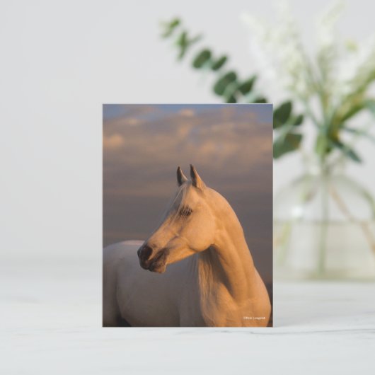 Bob Langrish | Grey Arab Headshot Evening Light ポストカード (スタンド正面)