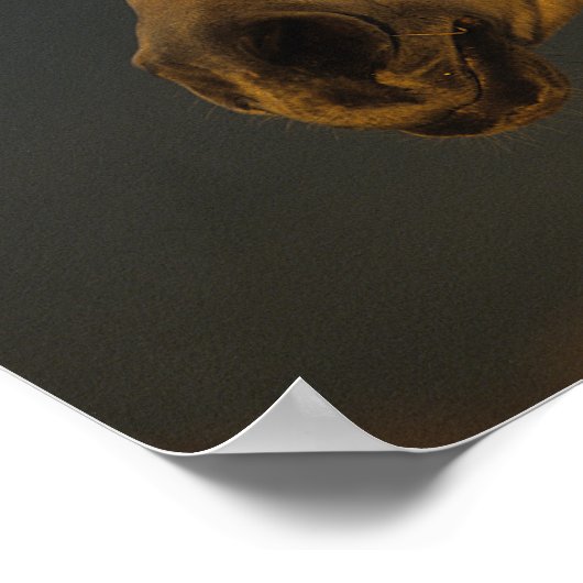 Bob Langrish | Grey Arab Headshot In Sunset ポスター (角)