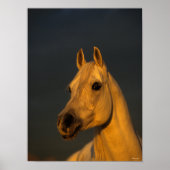 Bob Langrish | Grey Arab Headshot In Sunset ポスター (正面)