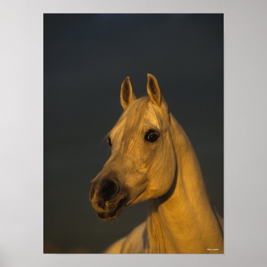 Bob Langrish | Grey Arab Headshot In Sunset ポスター (正面)