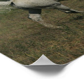 Bob Langrish Grey Arab Running Mountain Background ポスター (角)