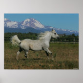 Bob Langrish Grey Arab Running Mountain Background ポスター (正面)