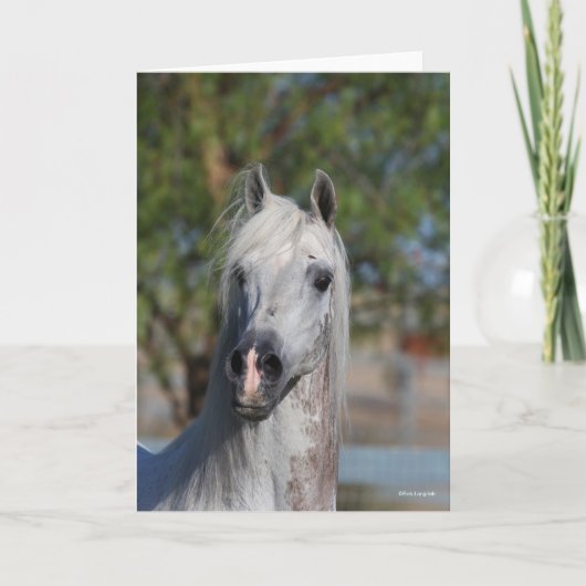 Bob Langrish | Grey Arab Stallion Headshot カード (正面)